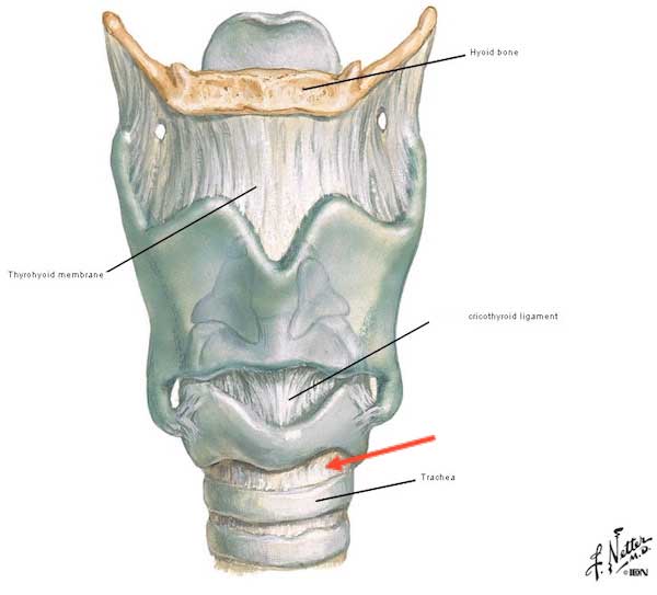 larynx-05-Figure0073A