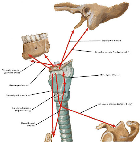 muscles 03 Figure0025B