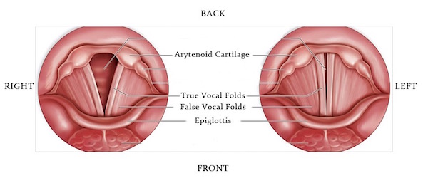 vocal folds