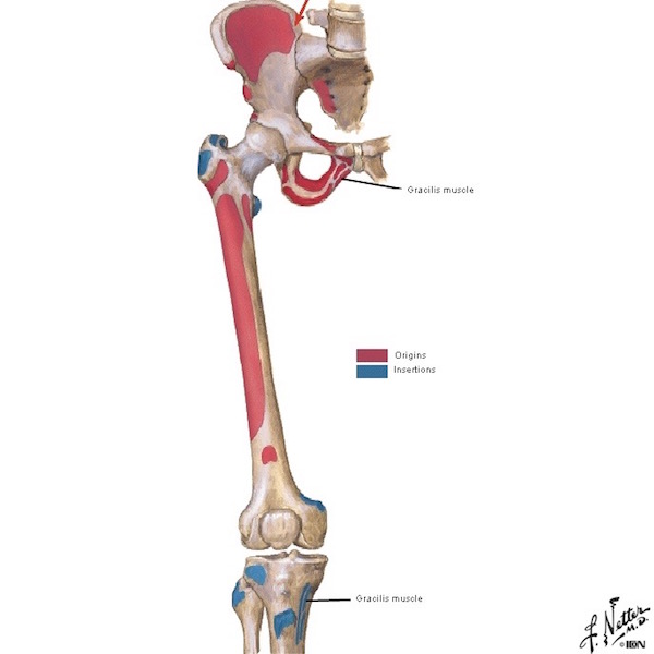 figure0472-gracilis