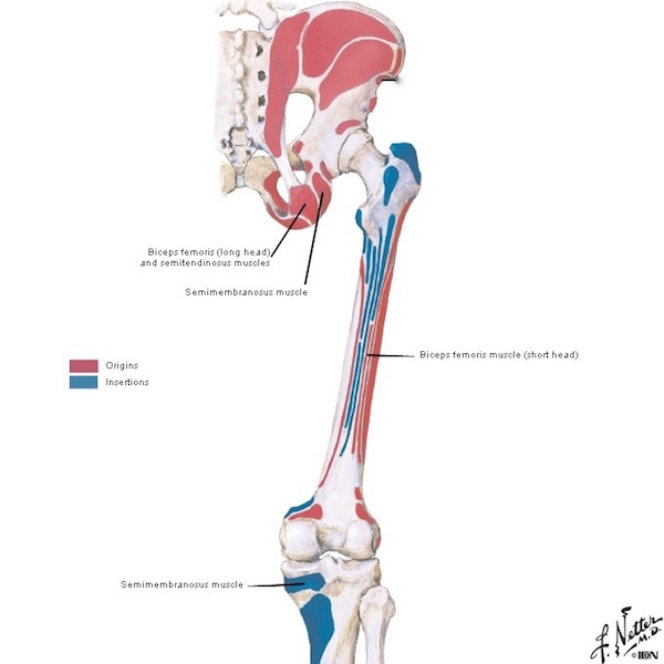 femur muscle attachments