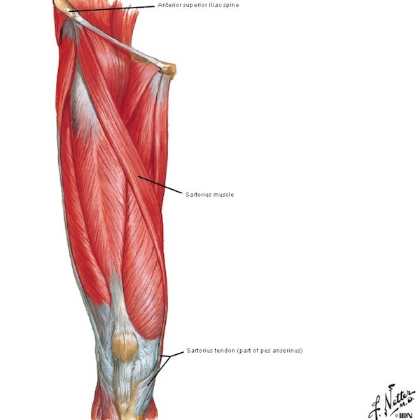 figure0474a-sartorius