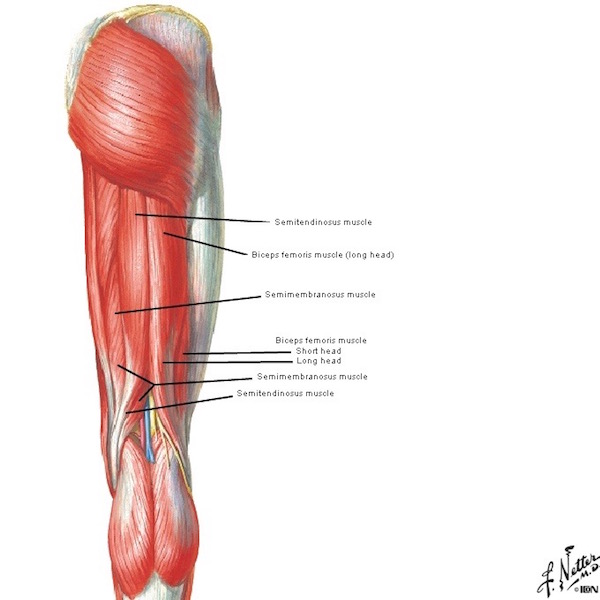 figure0477a-thigh-03