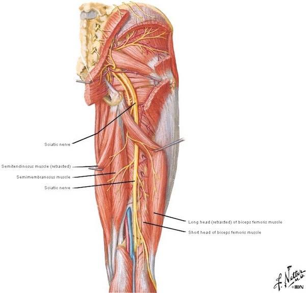 figure0484-sciatic-nerve