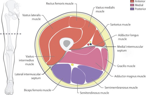 thigh-x-section