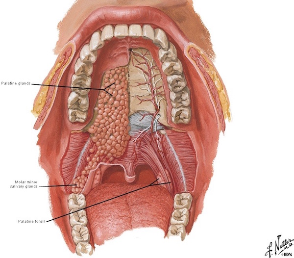 Salivary Glands Outlander Anatomy