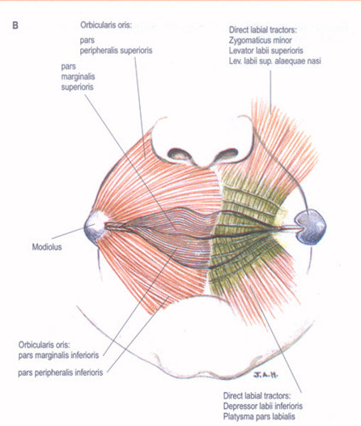 lip-muscles1