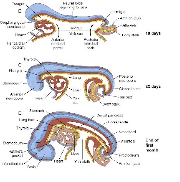 embryology-of-gi1