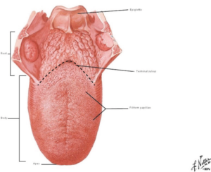 mouth – Outlander Anatomy