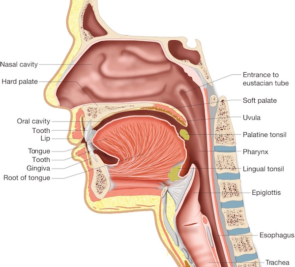 Anatomy Of Oral Cavity Structures Of The Oral Cavity, Pharynx, And Esophagus. Biology - Human Anatomy Library
