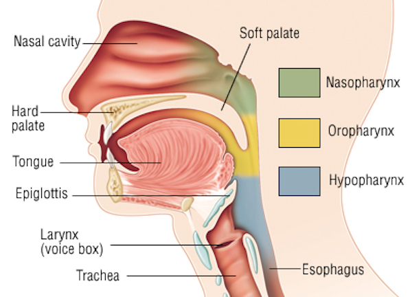 c-pharynx