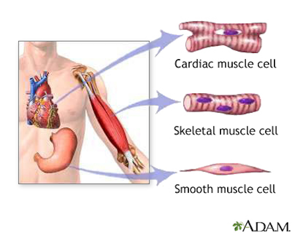 l-muscle-cells