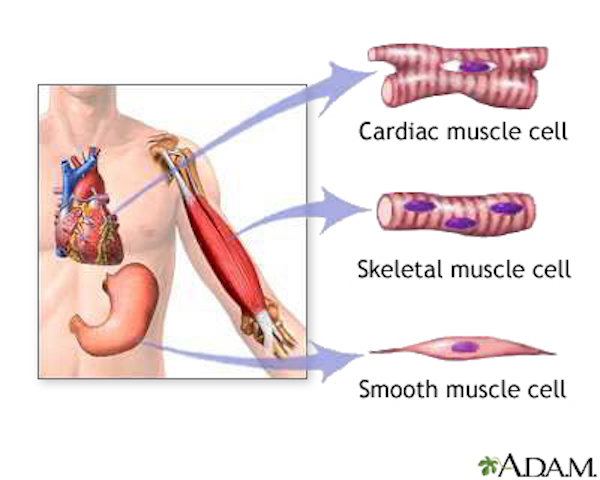 l-muscle-cells