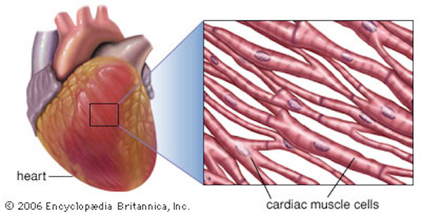 m-cardiac-muscle-01