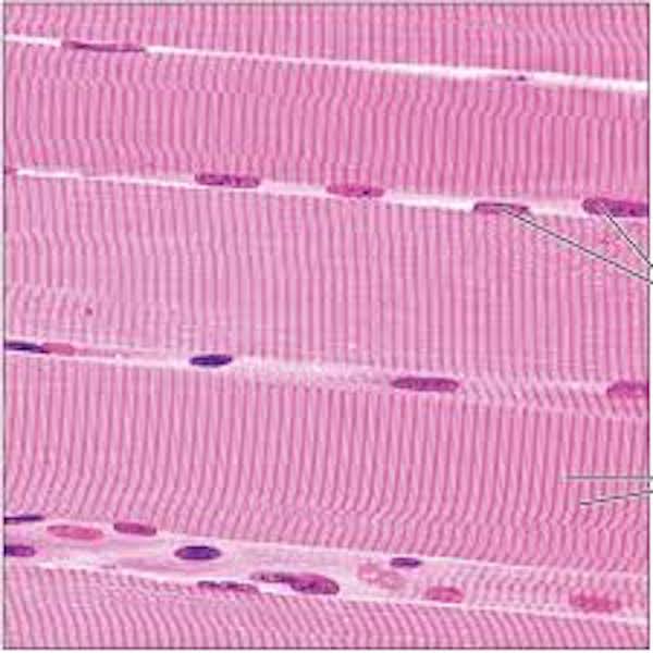 p-skeletal-muscle-02