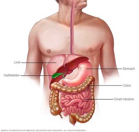 q-smooth-muscle-jpg-1