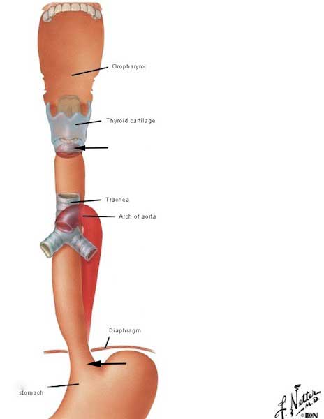 s-figure0229a