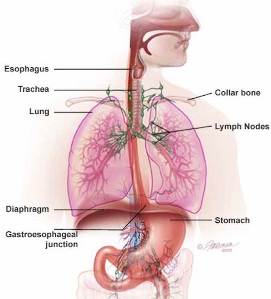 t-esophageal-relationships