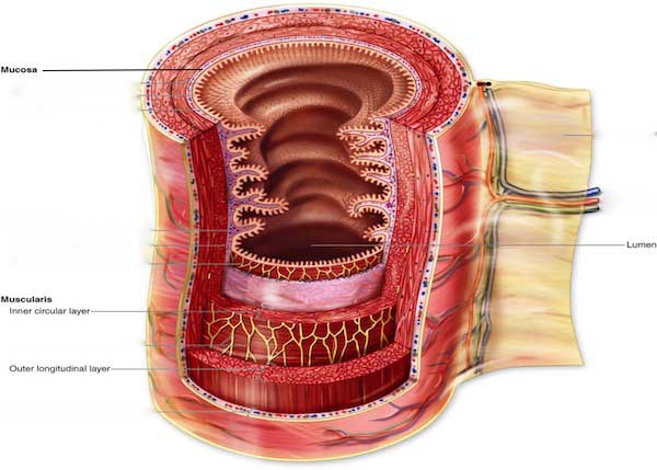 “Tremendous Tube – GI System, Part 2” – Outlander Anatomy