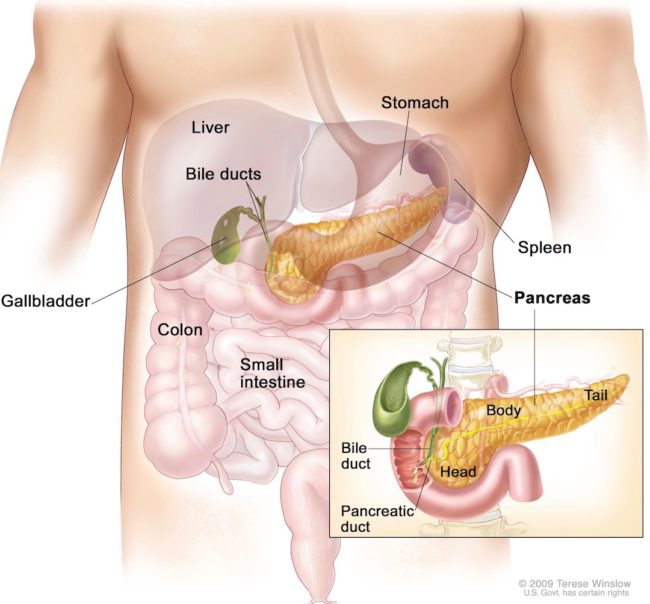 image of the pancreas