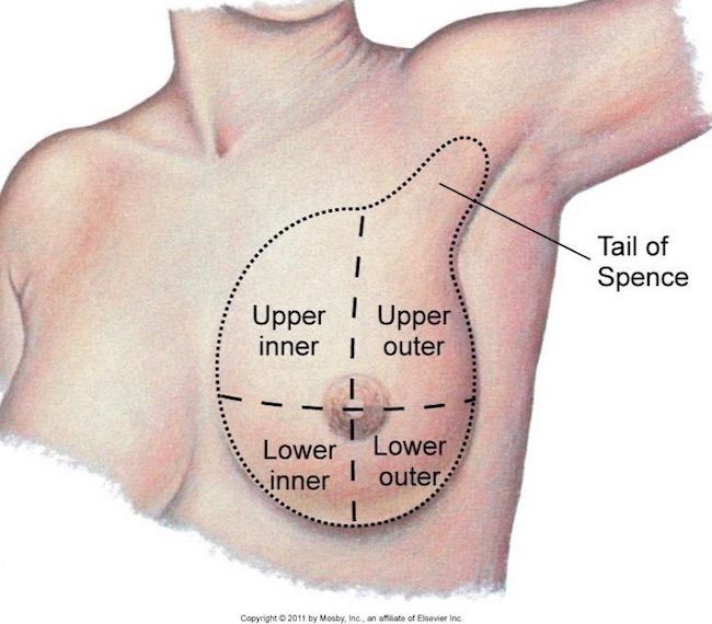 Breast and axillae flashcards quizzes