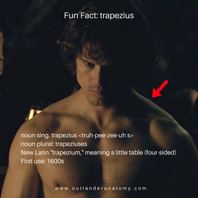 Fun Fact Trapezius Outlander Anatomy