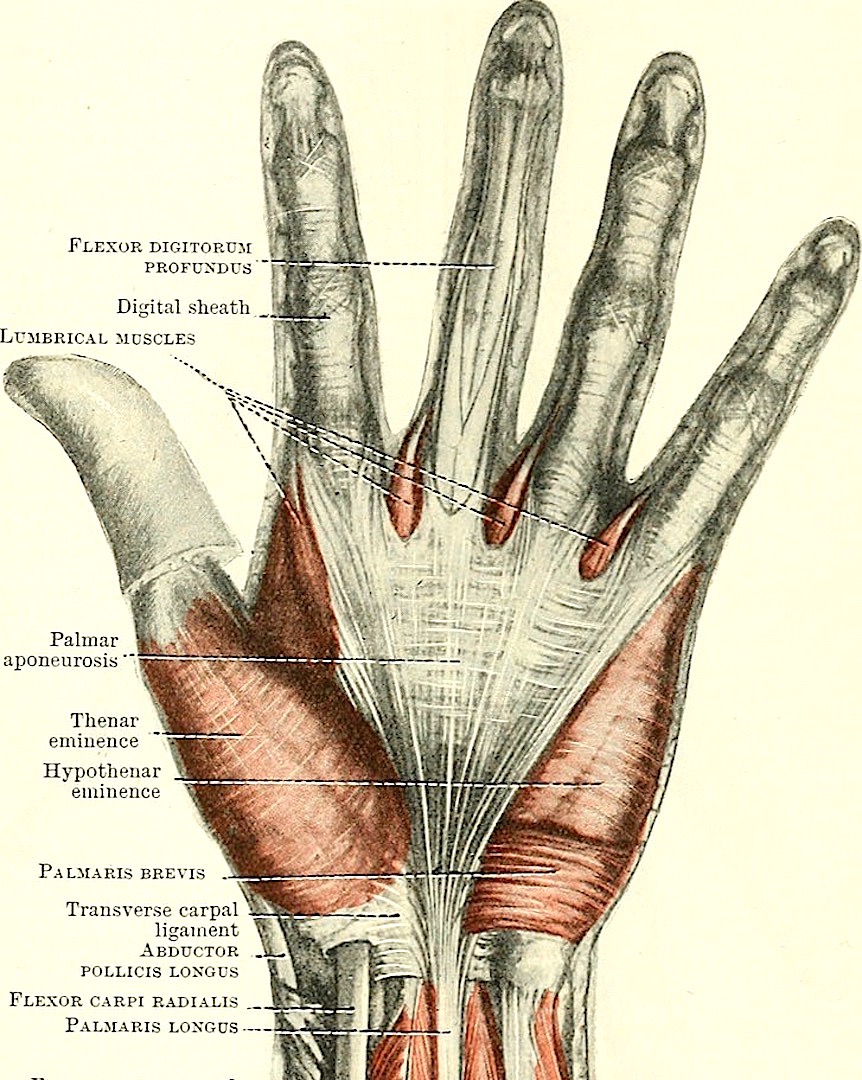 Fun Fact: Palmar Aponeurosis – Outlander Anatomy
