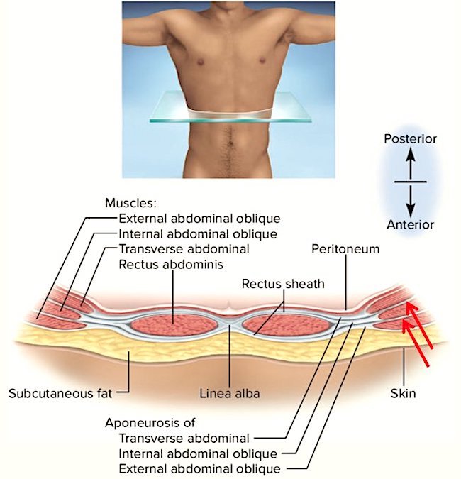 Linea Alba  Complete Anatomy